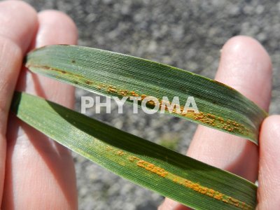 Puccinia graminis f. sp. tritici